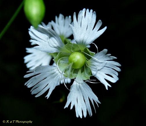 {Silene stellata}